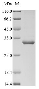 Recombinant Staphylococcus aureus Probable transglycosylase isaA(isaA)