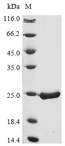 Recombinant Staphylococcus epidermidis Dihydrofolate reductase(folA)