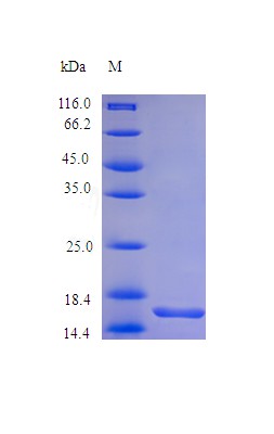 Recombinant Staphylococcus phage 42D  protein(sak) (Active)