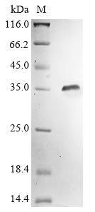 Recombinant Streptococcus equi subsp. zooepidemicus IgG endopeptidase(ideZ)