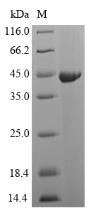 Recombinant Streptococcus pyogenes Streptopain(speB)