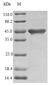 Recombinant Streptococcus sp Streptokinase G protein(skg) (Active)