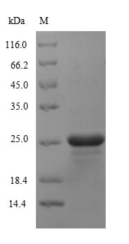 Recombinant Streptomyces alboniger Puromycin N-acetyltransferase(pac)
