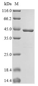 Recombinant Streptomyces sp. L-proline cis-3-hydroxylase 1