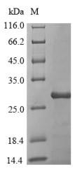 Recombinant Streptomyces tendae Alpha-amylase inhibitor HOE-467A
