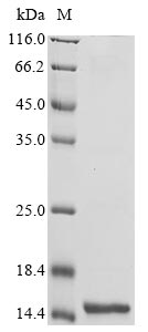 Recombinant Synechococcus elongatus Phycobilisome degradation protein nblA(nblA)
