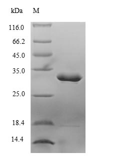 Recombinant Tachypleus tridentatus Limulus clotting factor C,partial