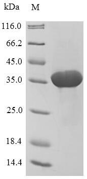 Recombinant Taraxacum officinale Root allergen protein