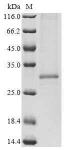 Recombinant Tetronarce californica Acetylcholine receptor subunit alpha(CHRNA1),partial