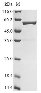 Recombinant Thermus aquaticus DNA polymerase I, thermostable(polA)(I614N,L616I),partial