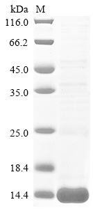 Recombinant Tityus bahiensis Toxin Tb2-II