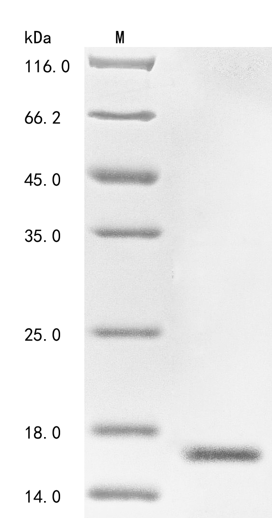 Recombinant Tityus serrulatus Beta-mammal/insect toxin Ts1