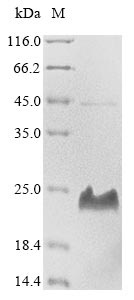Recombinant Toxoplasma gondii Dense granule protein 3(GRA3),partial