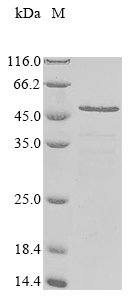 Recombinant Toxoplasma gondii Dense granule protein 6(GRA6),partial