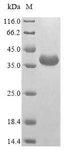 Recombinant Triticum aestivum Alpha/beta-gliadin A-II
