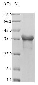 Recombinant Triticum aestivum Alpha/beta-gliadin
