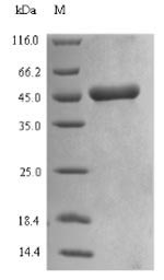 Recombinant Triticum aestivum Alpha/beta-gliadin MM1