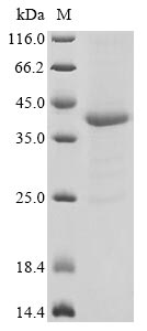 Recombinant Triticum aestivum Gamma-gliadin