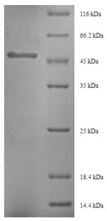Recombinant Triticum aestivum Glutenin, low molecular weight subunit 1D1