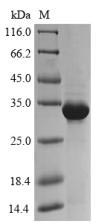 Recombinant Triticum aestivum Trypsin/alpha-amylase inhibitor CMx1/CMx3
