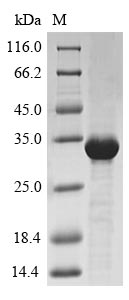 Recombinant Triticum aestivum Trypsin/alpha-amylase inhibitor CMx2