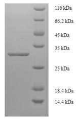 Recombinant Triticum monococcum Omega-gliadin,partial