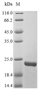 Recombinant Vaccinia virus 14 kDa fusion protein (A27L)