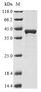 Recombinant Vaccinia virus Envelope protein H3(H3L),partial