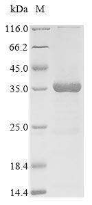 Recombinant Vaccinia virus IMV heparin binding surface protein(H3L),partial