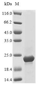 Recombinant Vaccinia virus Protein A27(VACWR150)