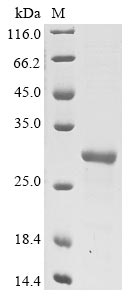 Recombinant Vaccinia virus Protein L1(L1R),partial