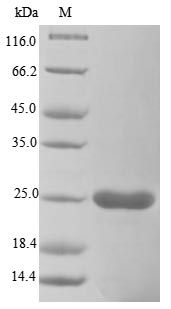 Recombinant Vaccinia virus Protein L1(VACWR088),partial