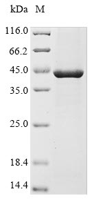 Recombinant Varicella-zoster virus Envelope glycoprotein H(gH),partial