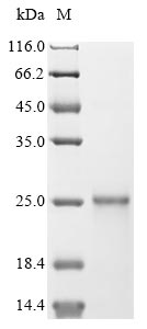 Recombinant Varicella-zoster virus Envelope glycoprotein L(gL)