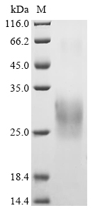 Recombinant Variola virus A27L protein(A27L)