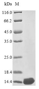 Recombinant Vesicular stomatitis Indiana virus Protein C'(P)