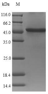 Recombinant Vibrio cholerae serotype O1 Zona occludens toxin(zot) 