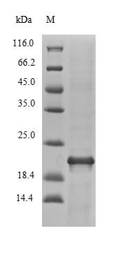 Recombinant Vibrio vulnificus Fe/S biogenesis protein NfuA(nfuA)