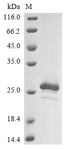 Recombinant Xanthomonas campestris pv. translucens Ice nucleation protein(inaX),partial