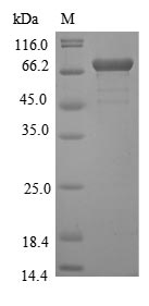 Recombinant Yellow fever virus Genome polyprotein,partial