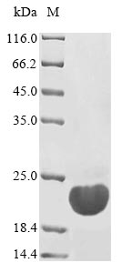 Recombinant Yersinia enterocolitica Heat-stable enterotoxin B(ystB)
