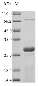 Recombinant Yersinia enterocolitica Protein YopB(yopB),partial