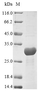 Recombinant Yersinia enterocolitica Yop proteins translocation protein M(yscM)