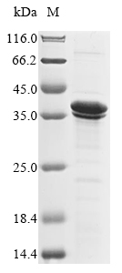 Recombinant Yersinia pestis Coagulase/fibrinolysin(pla)
