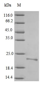 Recombinant Yersinia pestis F1 capsule antigen(caf1)