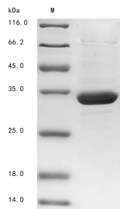 Recombinant Zaire ebolavirus Membrane-associated protein VP24(VP24)