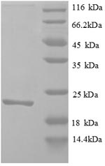 Recombinant Zea mays Auxin-binding protein 1(ABP1)