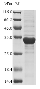Recombinant Zea mays Endochitinase B
