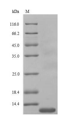 Recombinant chicken Interleukin-8(CXCL8),partial