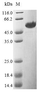 Recombinant uncultured bacterium Flagellin_D0/D1